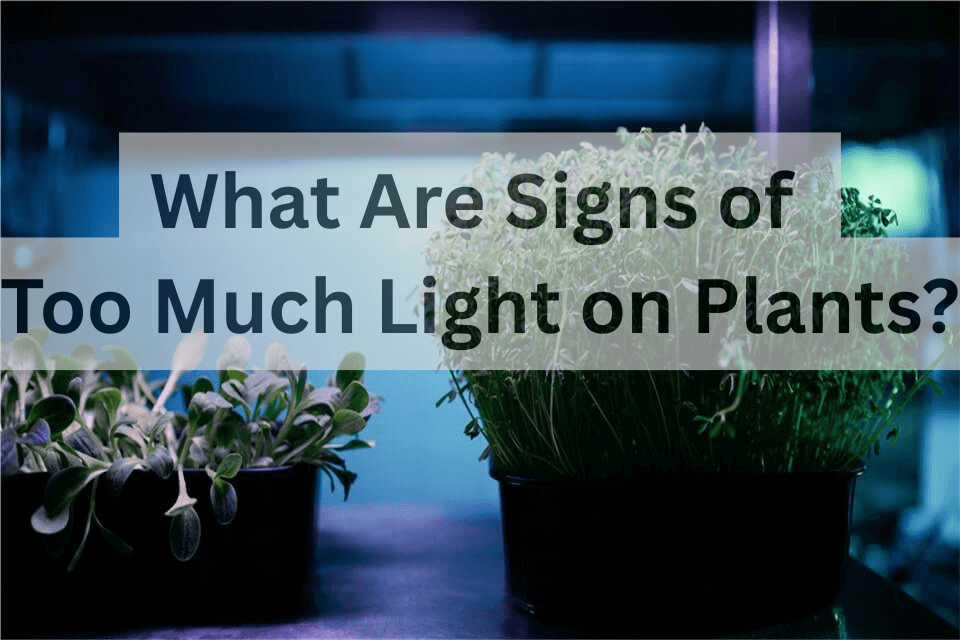 Signs of Too Much Light on Plants
