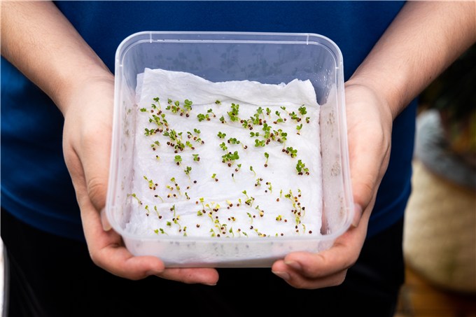 Sow the Microgreens Seeds