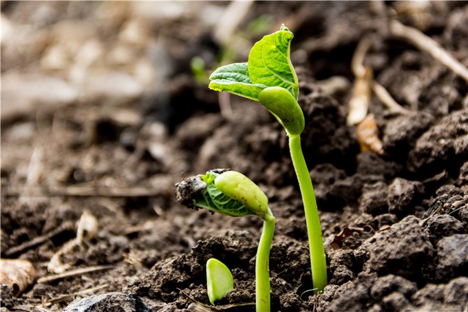 Stunted Plant Growth