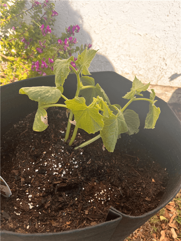 What Do Overwatered Cucumbers Look Like