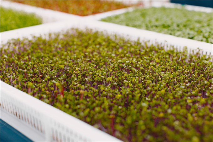 What Are Microgreen