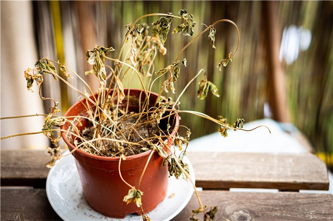 Wilting and Drooping Plants