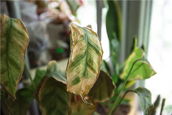 Yellowing or Bleaching Leaves