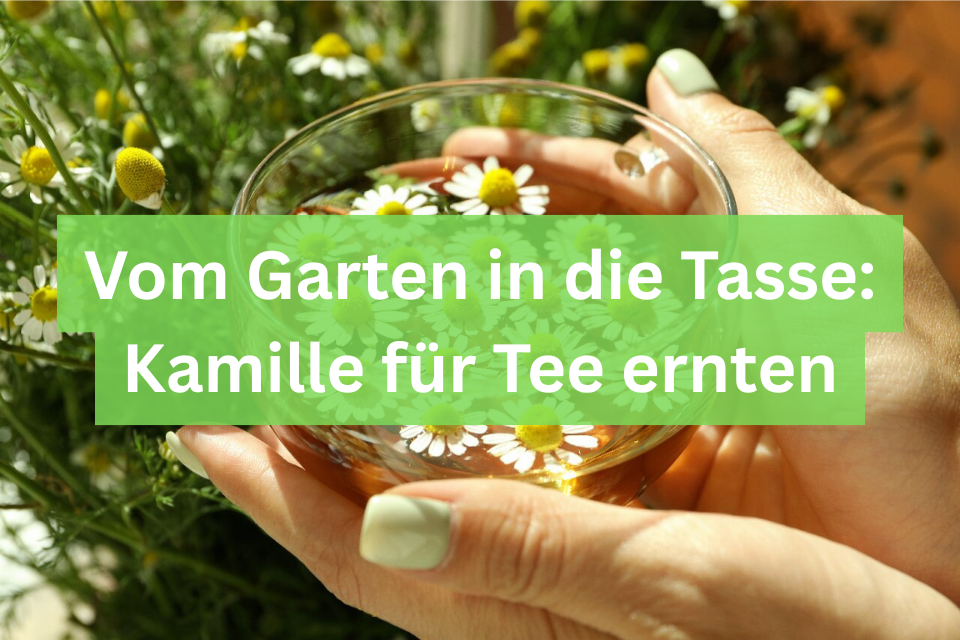 Vom Garten in die Tasse: Kamille für Tee ernten