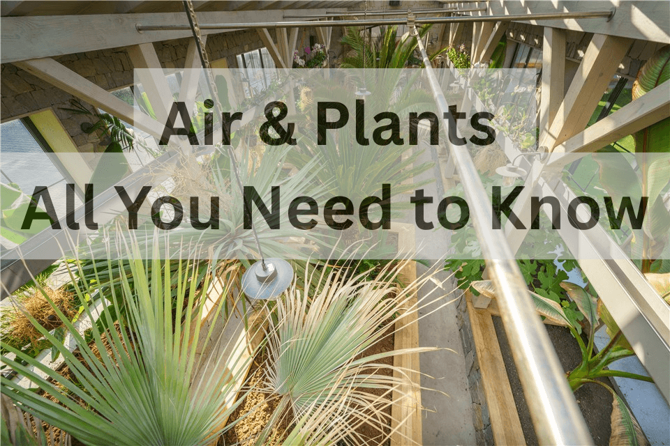 Air and Plants