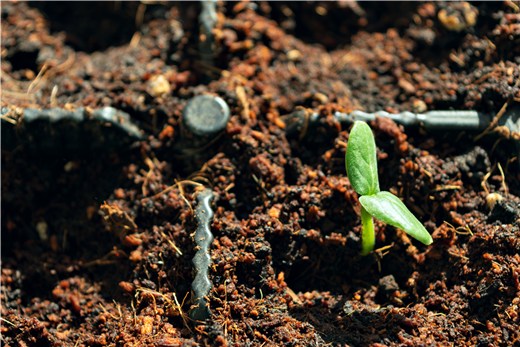 Does Soil Have Oxygen?