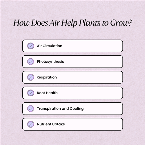 How Does Air Help Plants to Grow?