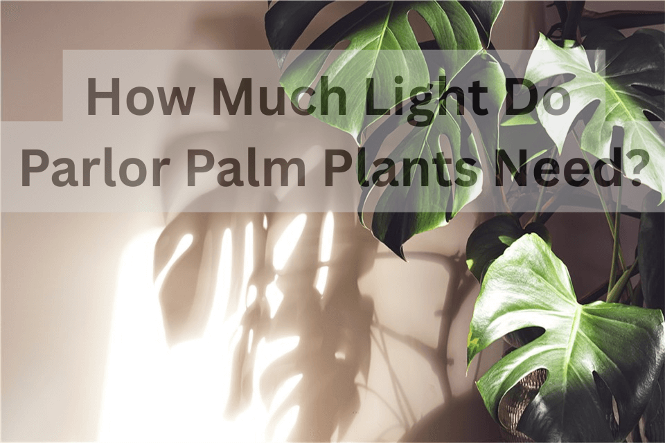 Parlor Palm Light Requirements