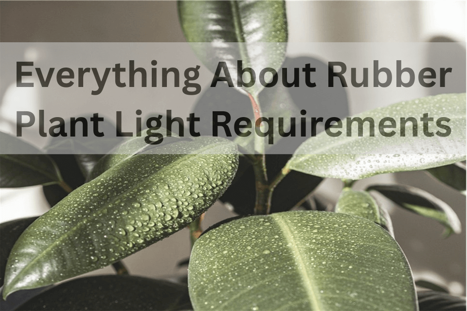 Rubber Plant Light Requirements